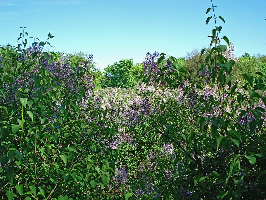 landscape, nature, bloom, spring, lilac, lilac bloom, flowering trees HD wallpaper