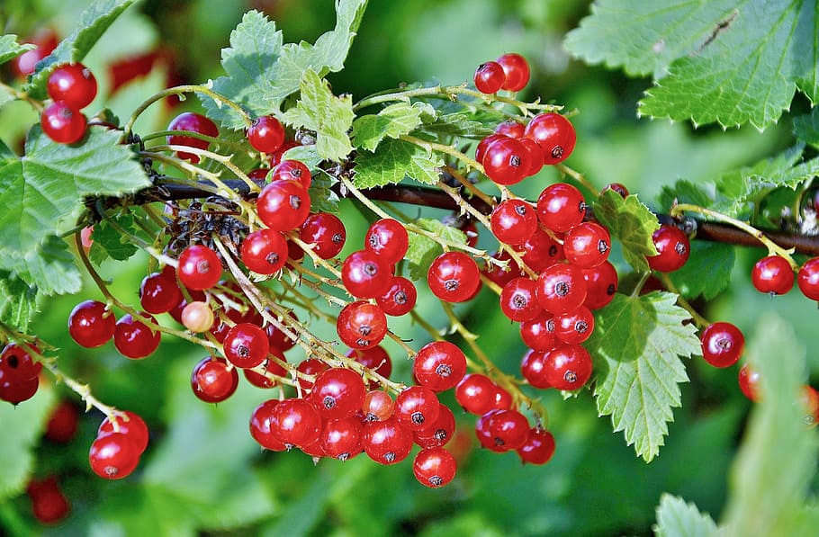 currants, berries, fruit, red, red currant soft fruit, food HD wallpaper