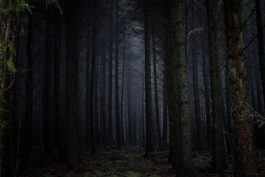 photography of forest, forest trees illustration, into the woods HD wallpaper