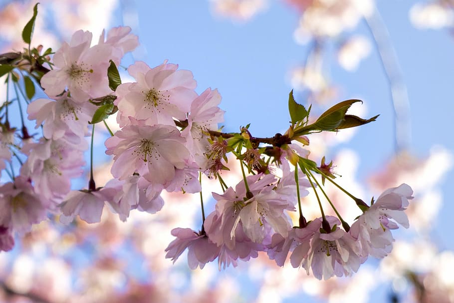 Tree, Cherry Blossoms, Spring, tree blossoms, bloom, pink, flowering trees HD wallpaper