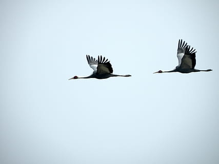 two bird flying illustration, crane, birds, flight, avian, aves HD wallpaper
