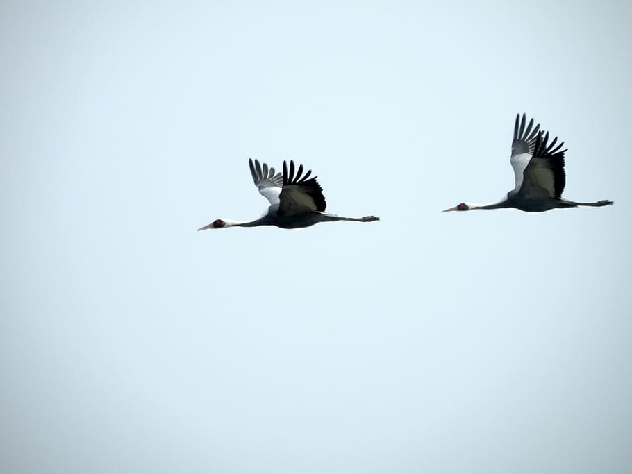 two bird flying illustration, crane, birds, flight, avian, aves HD wallpaper