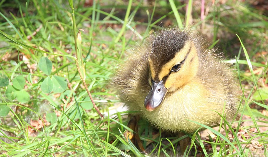 Duck, Yellow, duckling, animals in the wild, animal themes HD wallpaper