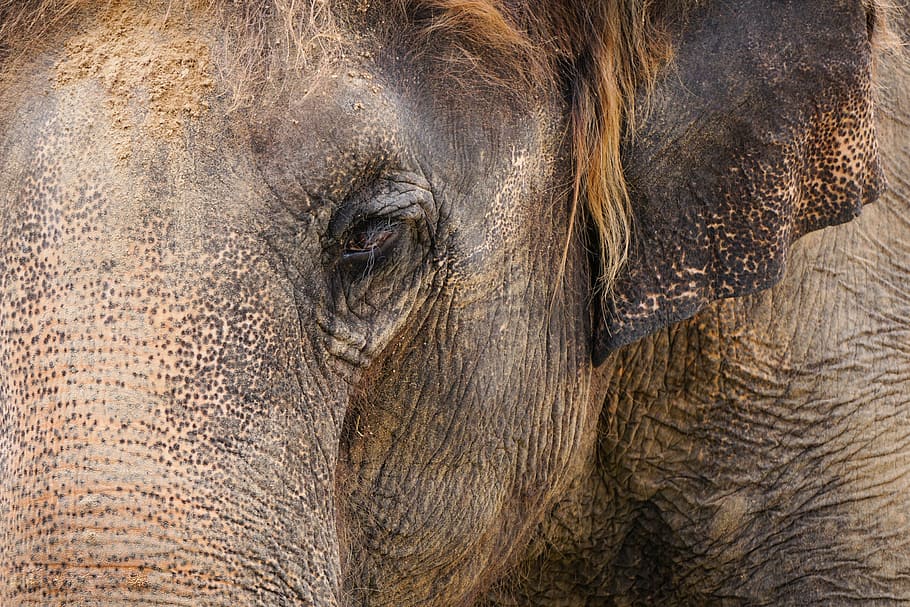 portrait of elephant, structure, tusks, ivory, wrinkled, skin, HD wallpaper