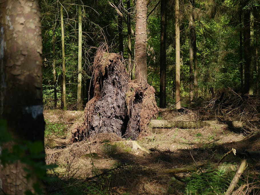 tree, wood, nature, plant, root, tree root, forest, old, old root HD wallpaper