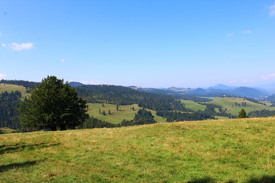 landscape, mountains, forest, meadow, sky, environment, scenics - nature HD wallpaper