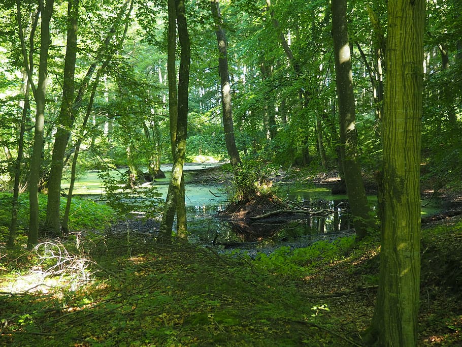 beech wood, forest, trees, book, strains, close close, green HD wallpaper