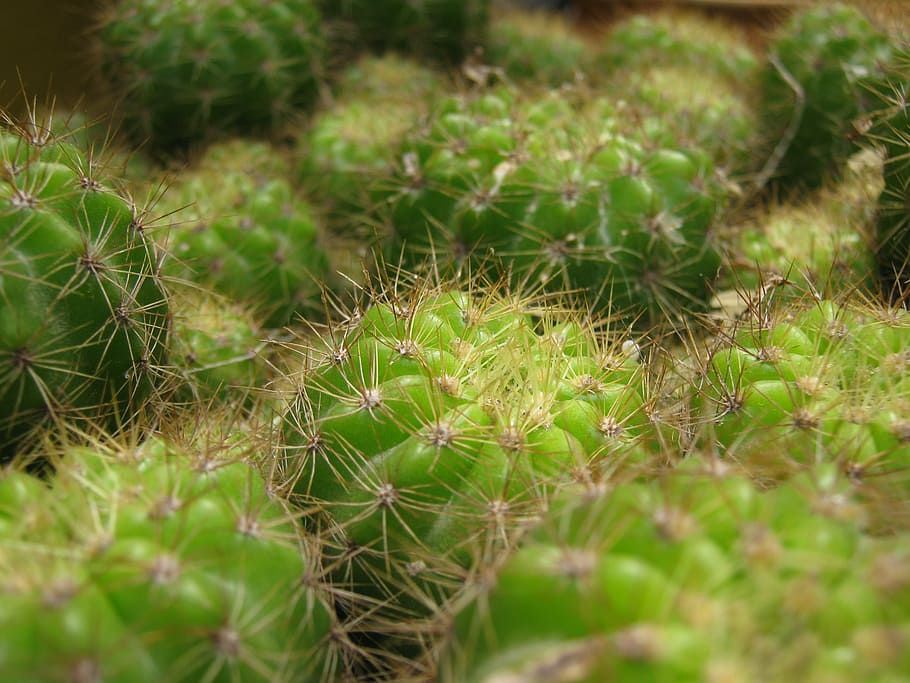 cactus, cactus spines, succulent, desert, plant, green, botanic HD wallpaper