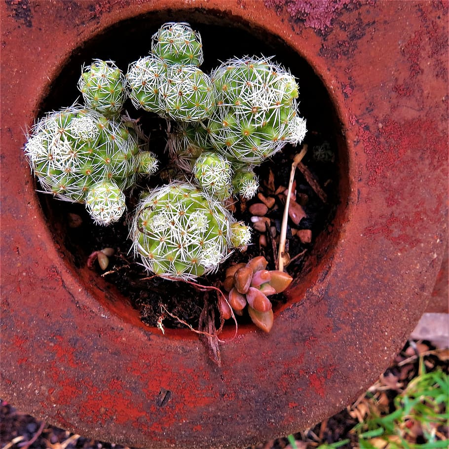 cactus, potted, green, red, day, high angle view, potted plant HD wallpaper