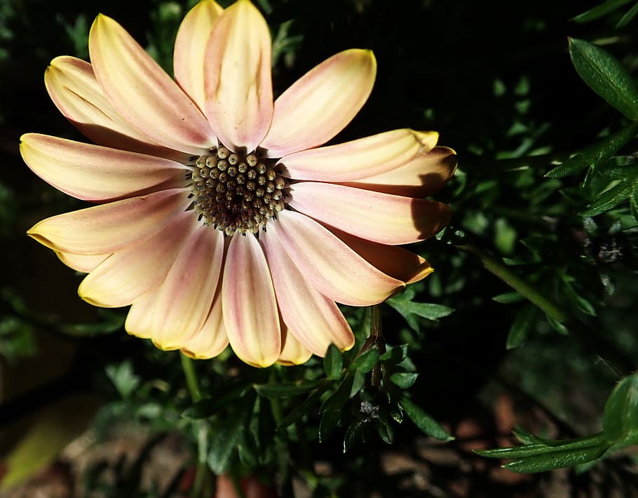 daisy, flower, spring, garden, nature, flowering plant, petal HD wallpaper