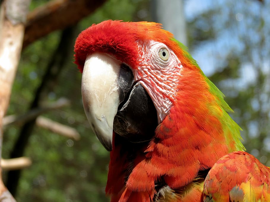 closeup photo of red, green, and white parrot, ara, light red HD wallpaper