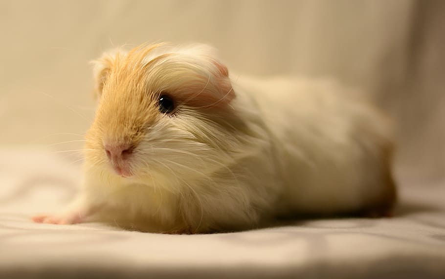 tan and white Guinea Pig, cavy, cute, pet, rodent, one animal HD wallpaper
