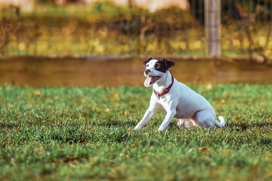 adult Jack Russell terrier sitting on grass at daytime selective focus photography HD wallpaper