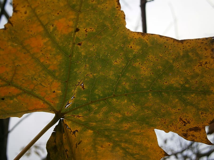 Leaf, Autumn, Fall, Fall Foliage, Color, Maple, nature, leaves HD wallpaper