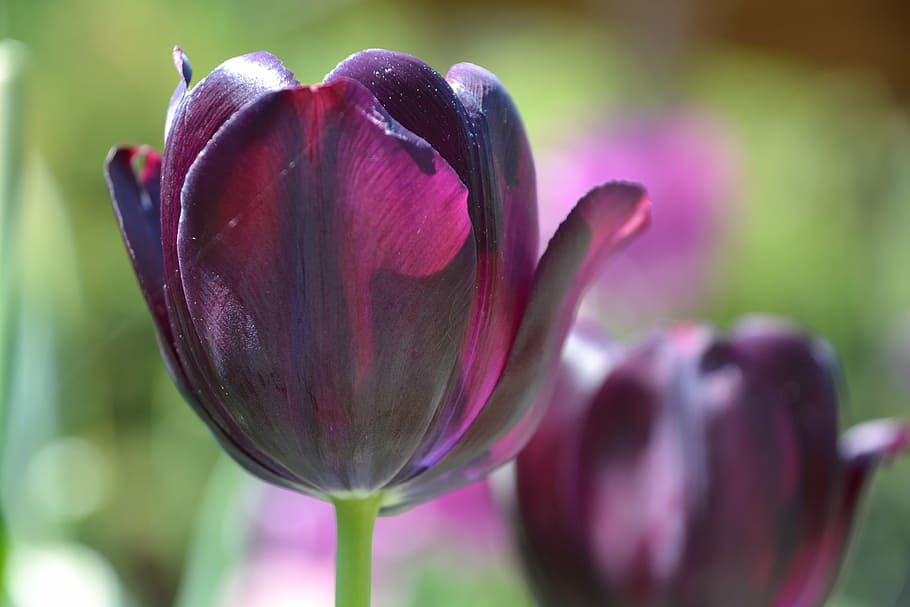 closeup photography of purple tulip flower, tulips, flowers HD wallpaper