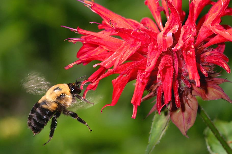 bee, flower, insect, pollinate, color, wings, fly, bumblebee HD wallpaper