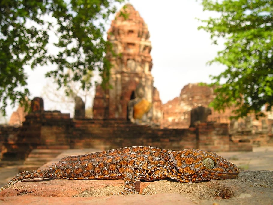 selective focus photography of gecko, Lizard, Reptile, Temple HD wallpaper