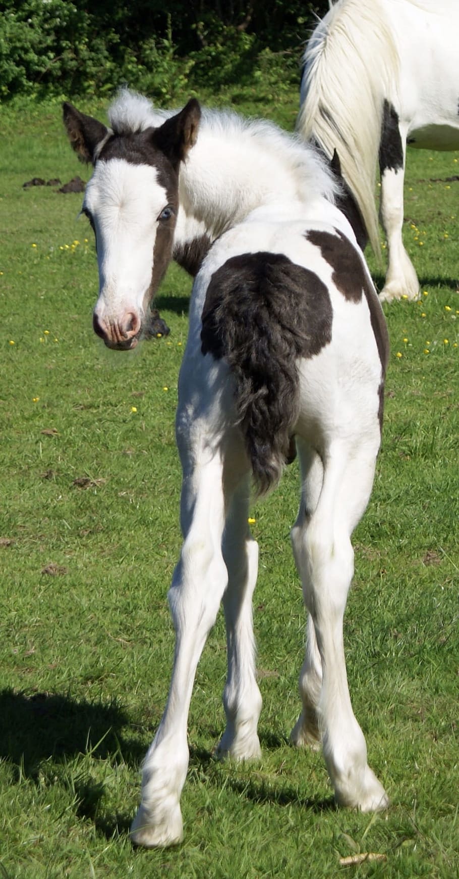 white and black horse, Foal, Bottom, Piebald, skewbald young, HD wallpaper