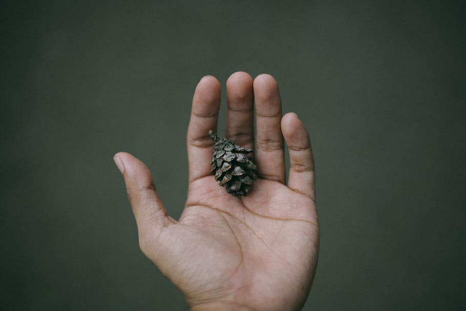 person holding pine cone, person holding black accessory, hand HD wallpaper