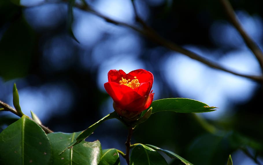 klitschko, whether or not, flower, flowering plant, beauty in nature HD wallpaper