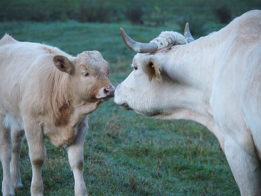 cow, kiss, calf, affection, beef, agriculture, nature, cute