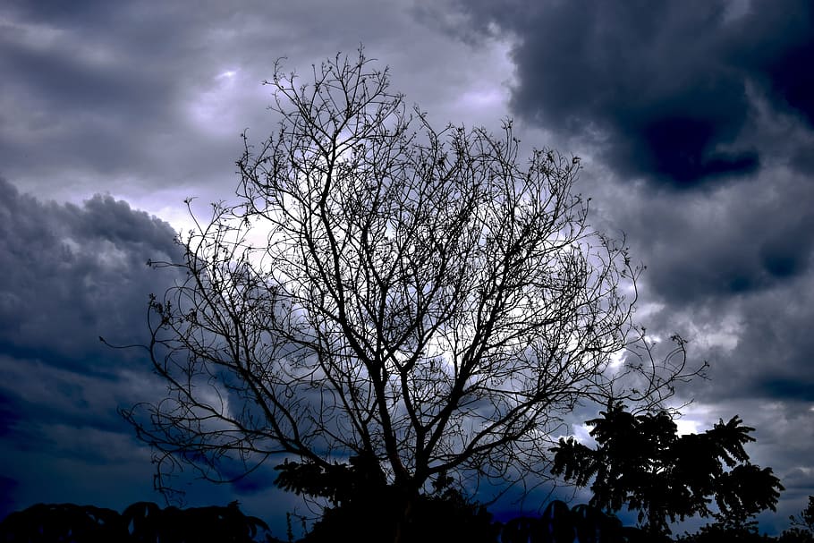 albor dry, clouds, sky, branches, grey, landscape, cloudy, nature HD wallpaper