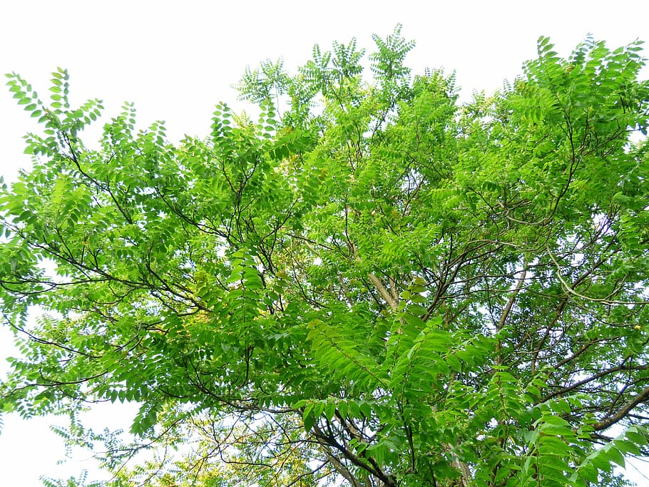 Crown, Tree, Leaves, Foliage, ailanthus altissima, green, deciduous tree HD wallpaper