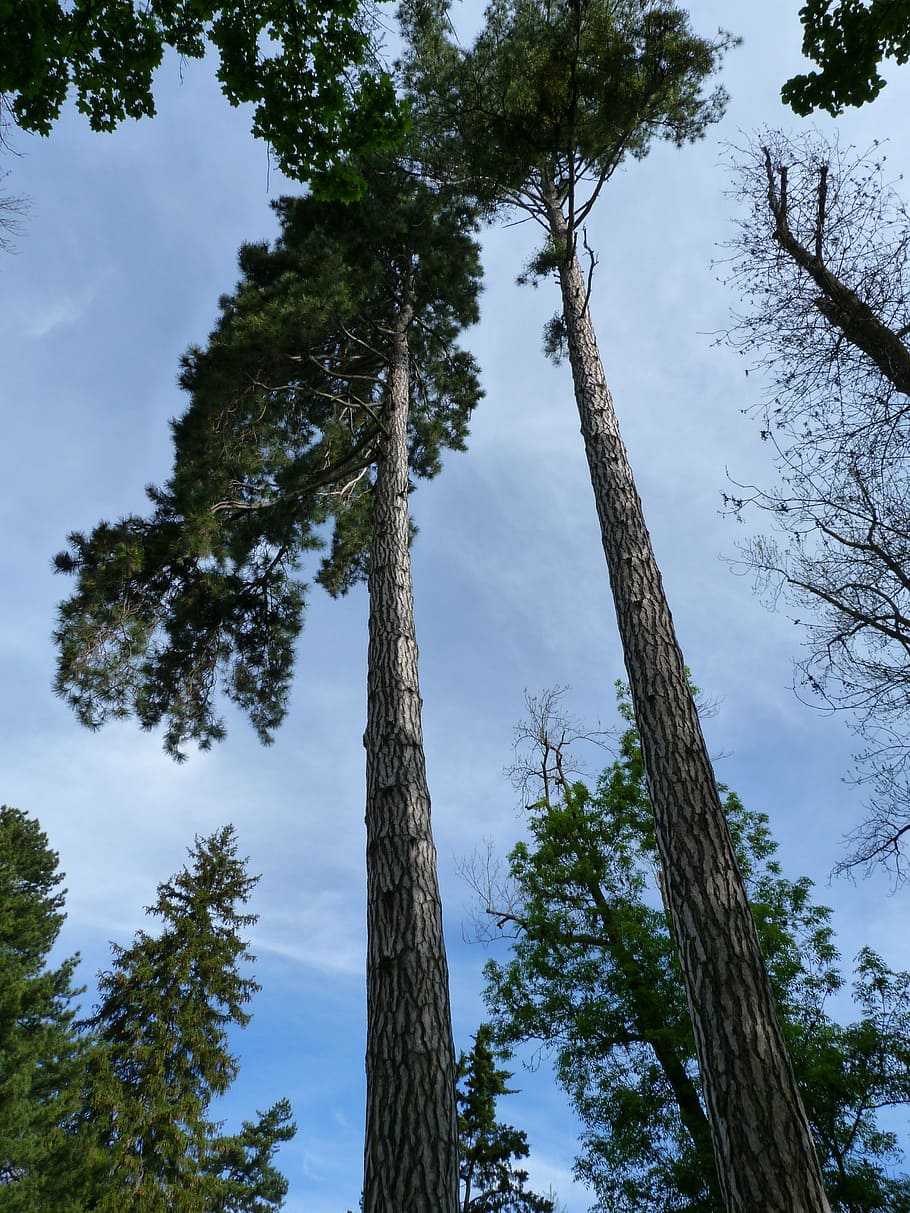 trees, nature, grand, top, slender, landscape, sky, leak, contrast HD wallpaper