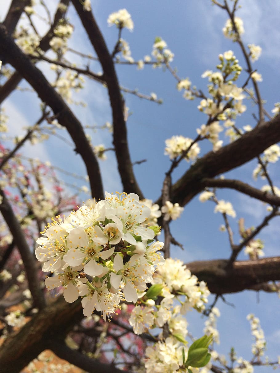 pear, white, spring equinox, outing, flower, flowering plant HD wallpaper