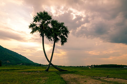 two brown trees on grass field under cloudy sky during daytime HD wallpaper
