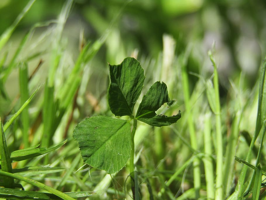 clover, grass, green, plant, green color, growth, plant part HD wallpaper