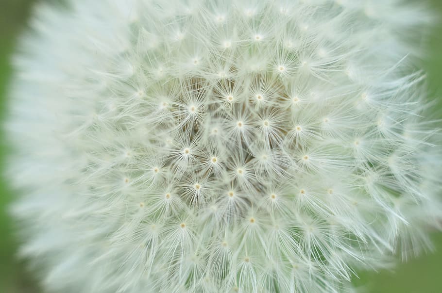 nature, flowers, grass, blur, beautiful, bloom, blooming, blossom HD wallpaper