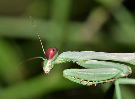 selective focus photography of green praying mantis, insect HD wallpaper