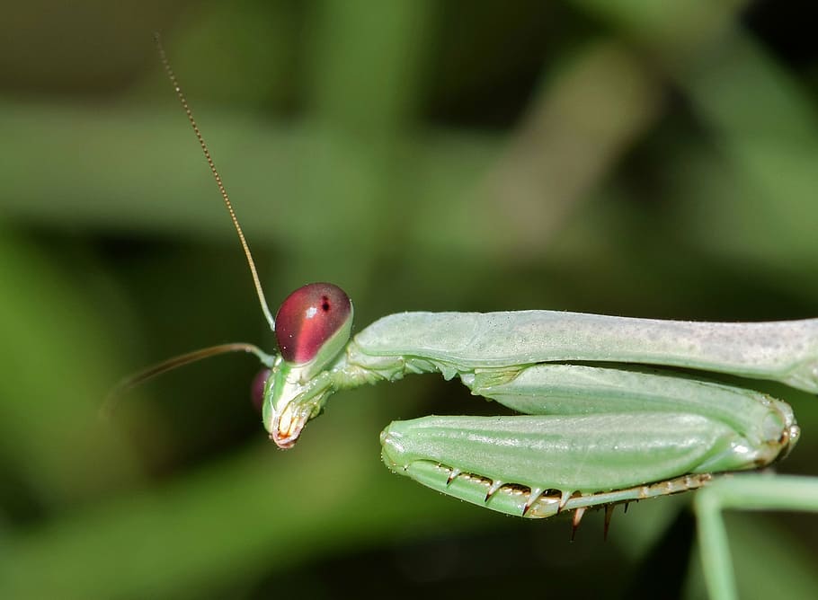 selective focus photography of green praying mantis, insect HD wallpaper
