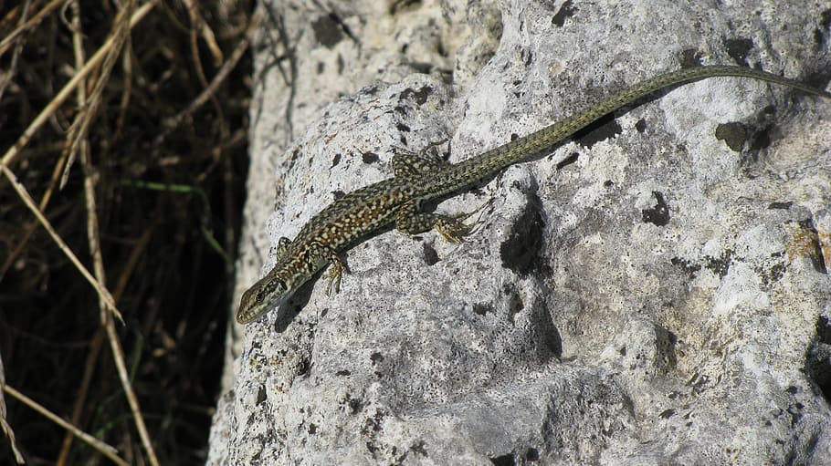 rock, lizard, dry, south, summer, stone, animal wildlife, animals in the wild HD wallpaper