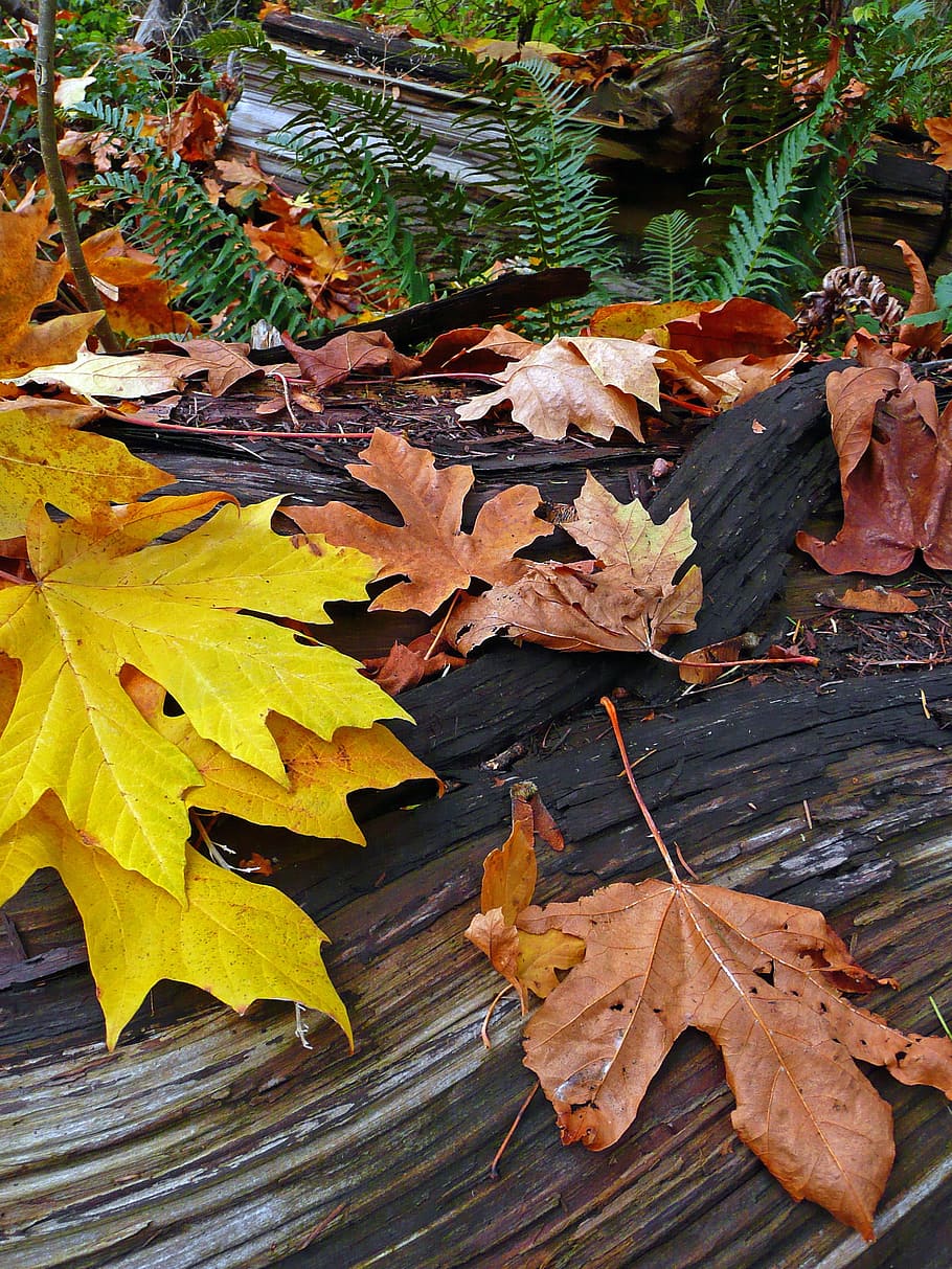 Fall, Autumn, Forest, Plant, Natural, botanical, organic, botany HD wallpaper