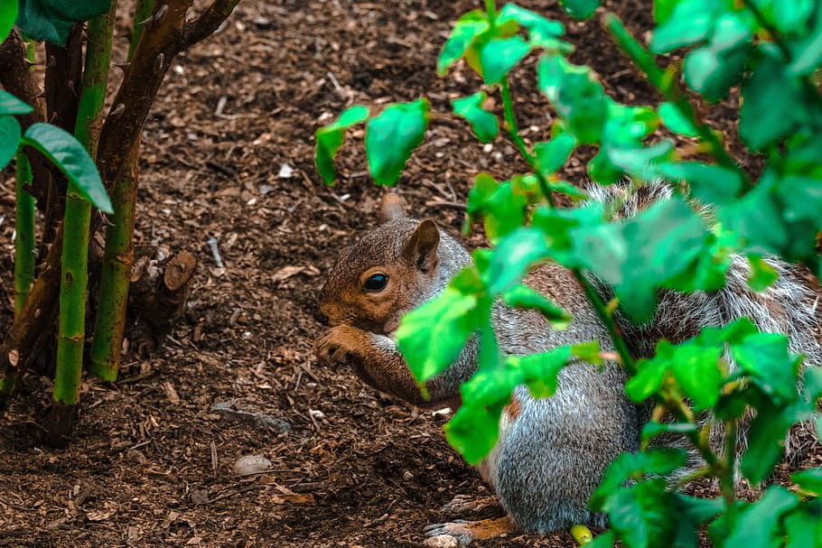 squirrel, canada, park, fur, chipmunk, brown, wild, animal themes HD wallpaper