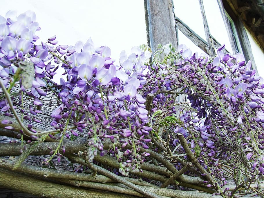 Wisteria, Purple, Spring, Flower, colorful, garden, bloom, blossom, HD wallpaper
