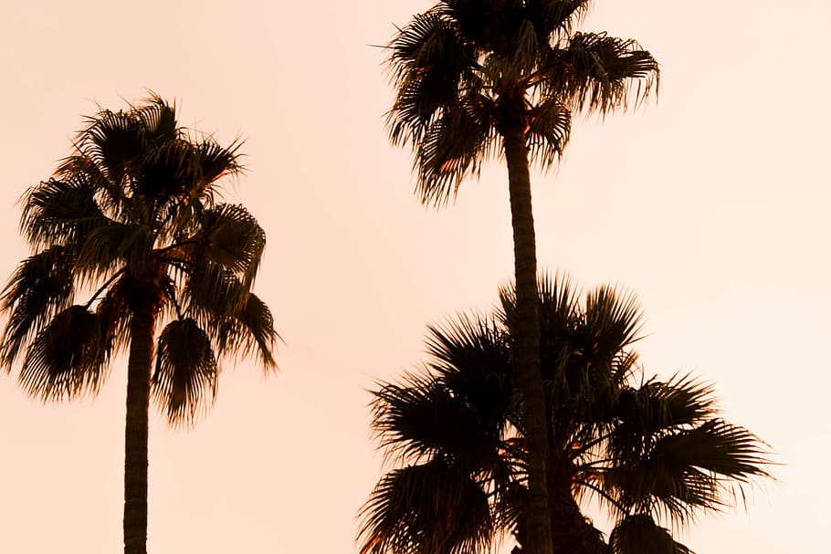 low-angle photography palm plants, low angle photography of three palm trees at daytime HD wallpaper