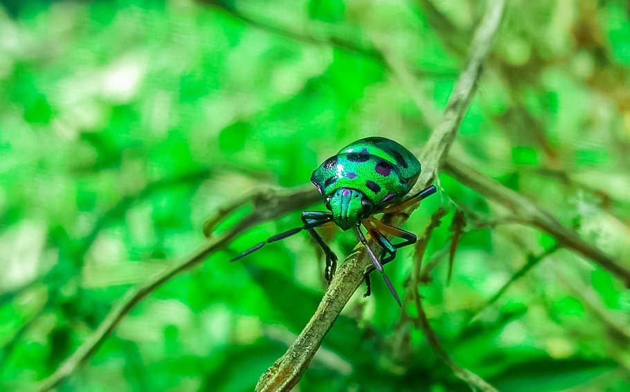 Beetle, Insect, Bug, Nature, green, olive, grow, outdoors, tree, HD wallpaper