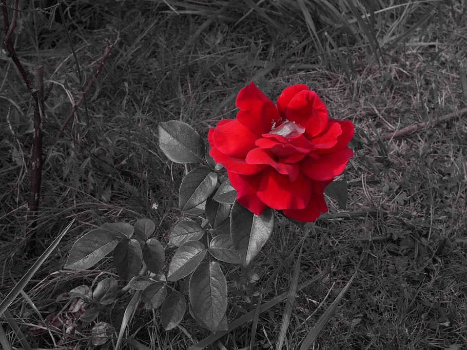 pink, flower, red, flowering plant, beauty in nature, vulnerability HD wallpaper