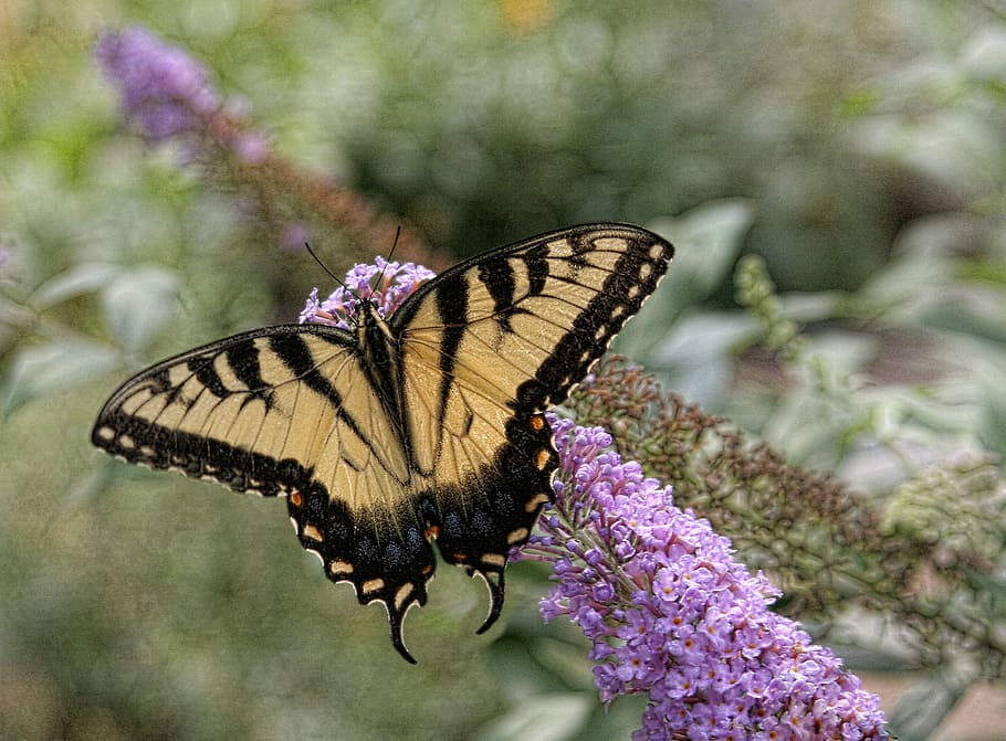 HD wallpaper: butterfly, eastern tiger swallowtail, nature, yellow