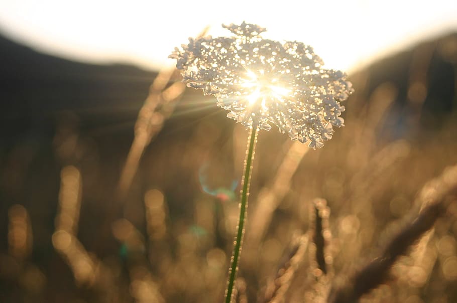 grass, sunset, summer, landscape, green, nature, sunlight, sunny HD wallpaper