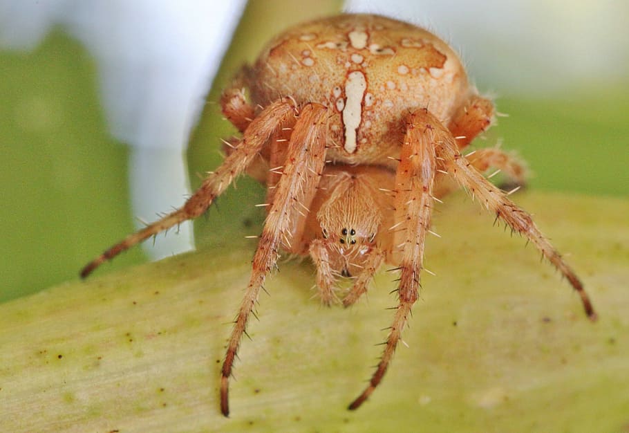 spider, insect, spider macro, close, animal, toxic, nature HD wallpaper