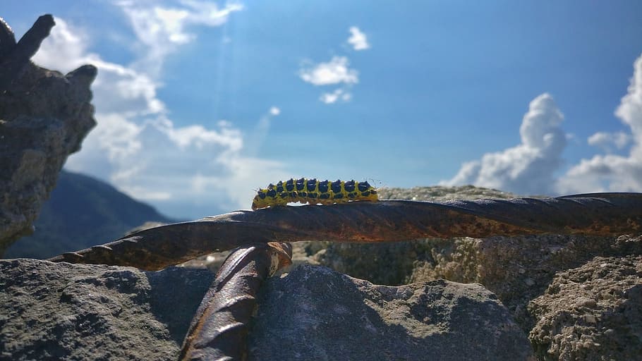 insect, sky, spring, animal, wildlife, natural, nature, rock - object HD wallpaper