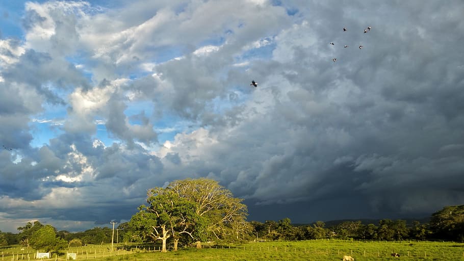 pasture, clouds, cows, rain, birds, ducks, sky, landscape, nature HD wallpaper