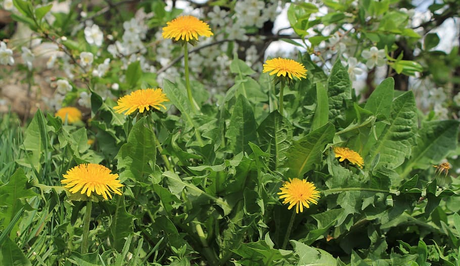 Flower, Dandelion, Yellow, Spring, Spring, Bloom, blooming HD wallpaper