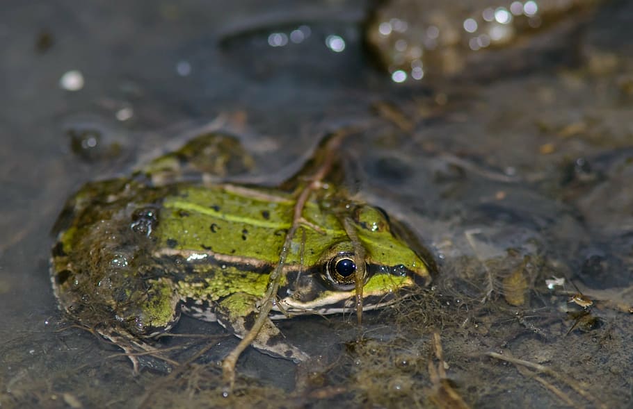 frog, grass frog, water, green, summer, nature, animal, one animal HD wallpaper