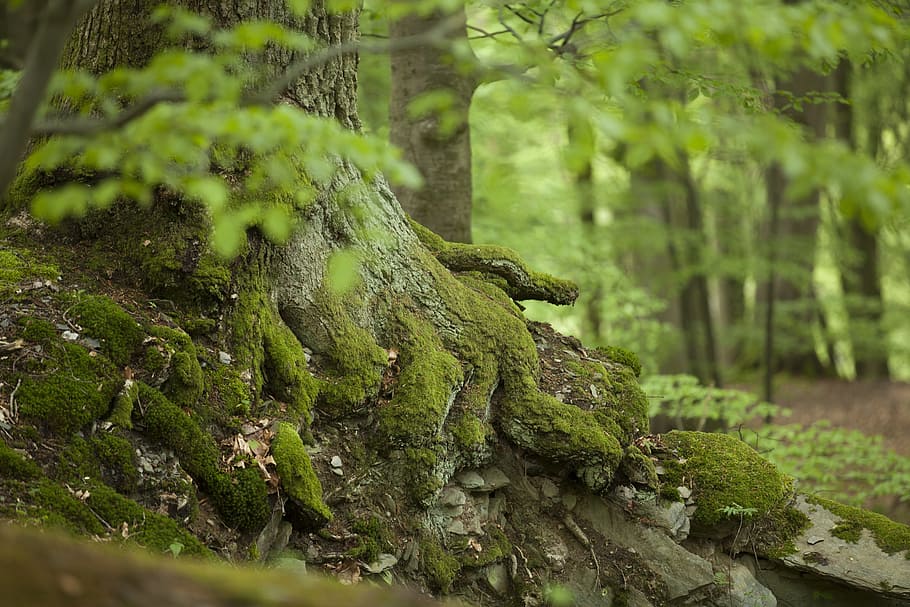 nature, forest, forests, green, trees, close, plant, moss, green color HD wallpaper
