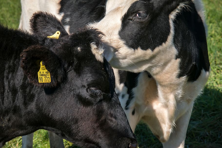 cows, pasture, alm, meadow, love, caress, nudge, nudges, graze, HD wallpaper